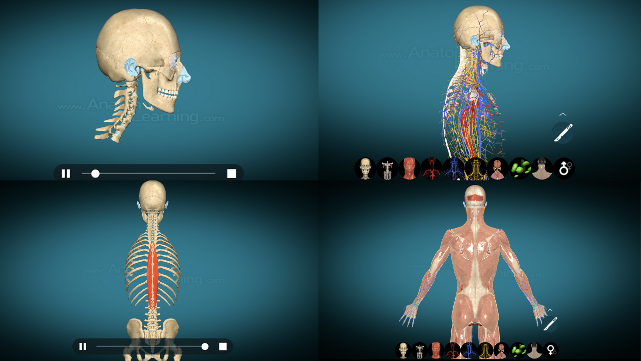 Anatomi tubuh manusia