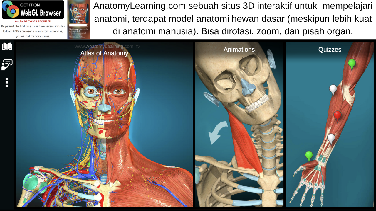 Anatomi Tubuh Manusia